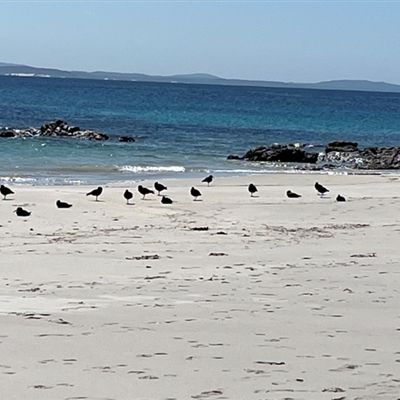 Haematopus fuliginosus (Sooty Oystercatcher) at Hawks Nest, NSW - 10 Sep 2024 by BugongGreen