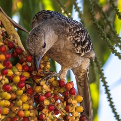 Chlamydera nuchalis (Great Bowerbird) at Townsville City, QLD - 17 Jul 2024 by Petesteamer