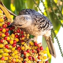 Chlamydera nuchalis at Townsville City, QLD - 17 Jul 2024