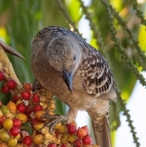 Chlamydera nuchalis at Townsville City, QLD - 17 Jul 2024