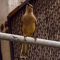 Chlamydera nuchalis (Great Bowerbird) at Townsville City, QLD - 15 Jul 2024 by Petesteamer