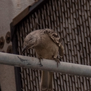 Chlamydera nuchalis at Townsville City, QLD - 15 Jul 2024