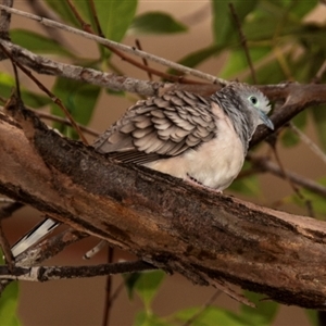 Geopelia placida at Townsville City, QLD - 15 Jul 2024