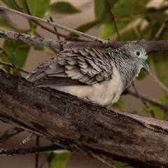 Geopelia placida at Townsville City, QLD - 15 Jul 2024