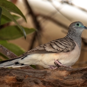 Geopelia placida at Townsville City, QLD - 15 Jul 2024