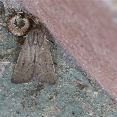 Leucania uda (A Noctuid moth) at Lyons, ACT - 10 Sep 2024 by ran452