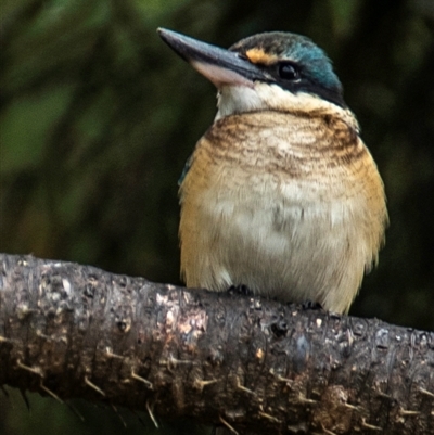 Todiramphus sanctus (Sacred Kingfisher) at Coral Sea, QLD - 8 Jul 2024 by Petesteamer