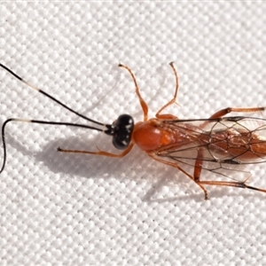 Stiromesostenus sp. (genus) at Jerrabomberra, NSW - 8 Sep 2024