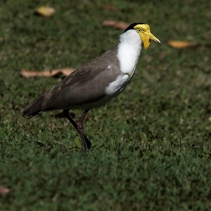 Vanellus miles at Townsville City, QLD - 17 Jul 2024