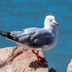 Chroicocephalus novaehollandiae (Silver Gull) at North Ward, QLD - 17 Jul 2024 by Petesteamer