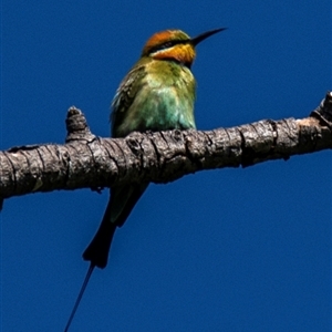 Merops ornatus at North Ward, QLD - 17 Jul 2024 12:36 PM