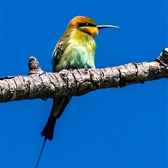 Merops ornatus at North Ward, QLD - 17 Jul 2024