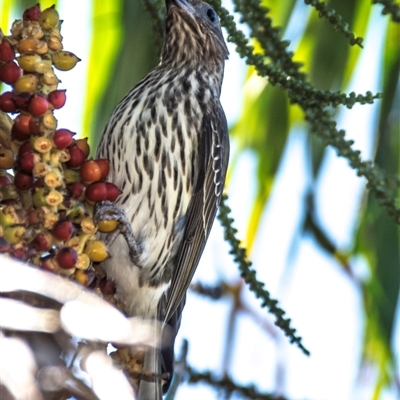 Sphecotheres vieilloti (Australasian Figbird) at North Ward, QLD - 17 Jul 2024 by Petesteamer