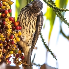 Sphecotheres vieilloti at North Ward, QLD - 17 Jul 2024