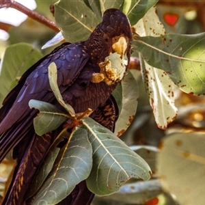 Calyptorhynchus banksii banksii at North Ward, QLD - 17 Jul 2024