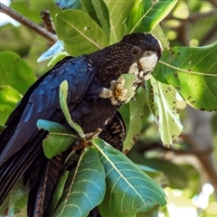 Calyptorhynchus banksii banksii at North Ward, QLD - suppressed