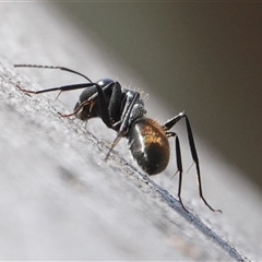 Camponotus aeneopilosus (A Golden-tailed sugar ant) at Hall, ACT - 9 Sep 2024 by Anna123