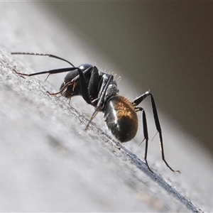 Camponotus aeneopilosus at Hall, ACT - 10 Sep 2024