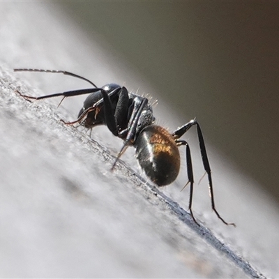 Camponotus aeneopilosus (A Golden-tailed sugar ant) at Hall, ACT - 9 Sep 2024 by Anna123