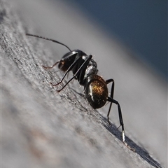 Camponotus aeneopilosus at Hall, ACT - 10 Sep 2024