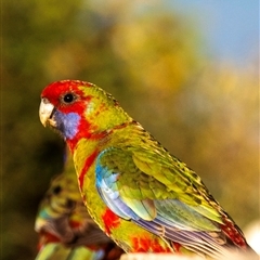 Platycercus elegans (Crimson Rosella) at Orbost, VIC - 15 Aug 2024 by Petesteamer