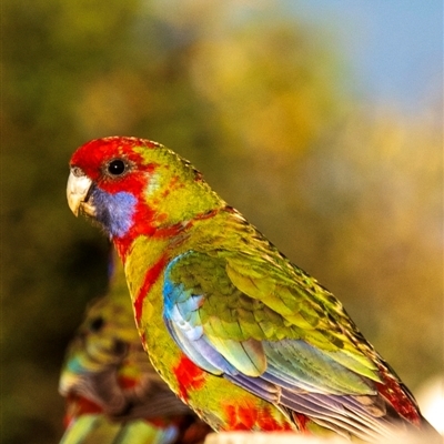 Platycercus elegans (Crimson Rosella) at Orbost, VIC - 15 Aug 2024 by Petesteamer