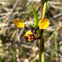 Diuris pardina (Leopard Doubletail) at Hall Horse Paddocks - 9 Sep 2024 by strigo