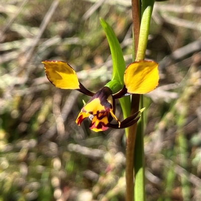 Diuris pardina (Leopard Doubletail) at Hall, ACT - 10 Sep 2024 by strigo