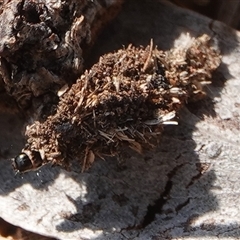 Psychidae (family) IMMATURE (Unidentified case moth or bagworm) at Hall, ACT - 10 Sep 2024 by Anna123