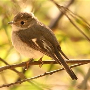 Petroica rosea at Weetangera, ACT - 10 Sep 2024