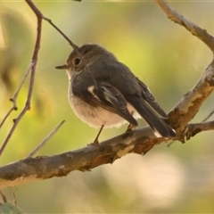 Petroica rosea at Weetangera, ACT - 10 Sep 2024