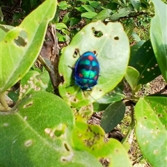 Tectocoris diophthalmus (Cotton harlequin bug) at Kiama, NSW - 10 Sep 2024 by plants