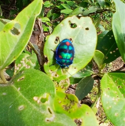 Tectocoris diophthalmus (Cotton harlequin bug) at Kiama, NSW - 10 Sep 2024 by plants