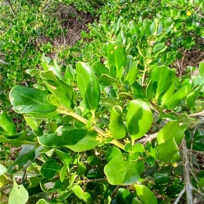 Coprosma repens (Mirror Bush) at Kiama, NSW - 9 Sep 2024 by plants