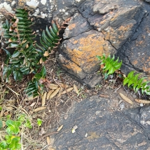 Cyrtomium falcatum at Kiama, NSW - 10 Sep 2024