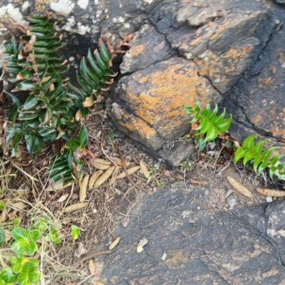 Cyrtomium falcatum (Holly Fern) at Kiama, NSW - 9 Sep 2024 by plants