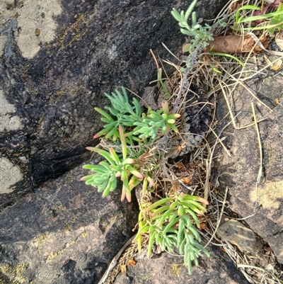 Enchylaena tomentosa var. tomentosa (Ruby Saltbush) at Kiama, NSW - 9 Sep 2024 by plants