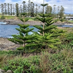 Araucaria heterophylla (Norfolk Island Pine) at Kiama, NSW - 10 Sep 2024 by plants