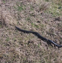 Pseudechis porphyriacus (Red-bellied Black Snake) at Denman Prospect, ACT - 10 Sep 2024 by atticus