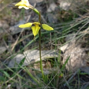 Diuris chryseopsis at Throsby, ACT - suppressed