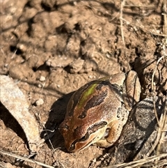 Litoria verreauxii verreauxii (Whistling Tree-frog) at Throsby, ACT - 10 Sep 2024 by RangerRiley