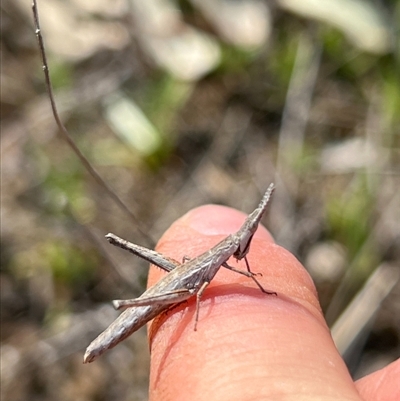 Keyacris scurra (Key's Matchstick Grasshopper) at Throsby, ACT - 10 Sep 2024 by RangerRiley