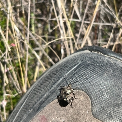 Cermatulus nasalis (Predatory shield bug, Glossy shield bug) at Throsby, ACT - 10 Sep 2024 by RangerRiley