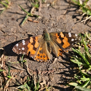 Vanessa kershawi at Braidwood, NSW - 10 Sep 2024 02:43 PM