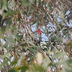 Callocephalon fimbriatum at Brindabella, NSW - suppressed