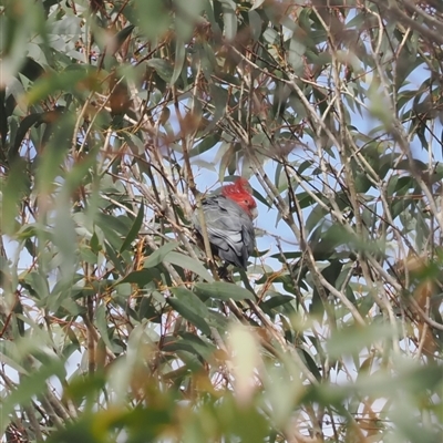 Callocephalon fimbriatum (Gang-gang Cockatoo) at Brindabella, NSW - 13 Aug 2024 by RAllen