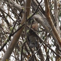 Callocephalon fimbriatum at Brindabella, NSW - suppressed