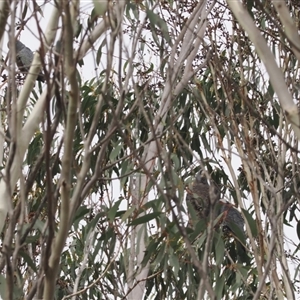 Callocephalon fimbriatum at Brindabella, NSW - 13 Aug 2024