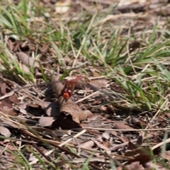 Diplacodes bipunctata (Wandering Percher) at Lyons, ACT - 10 Sep 2024 by ran452