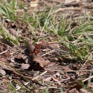 Diplacodes bipunctata at Lyons, ACT - 10 Sep 2024